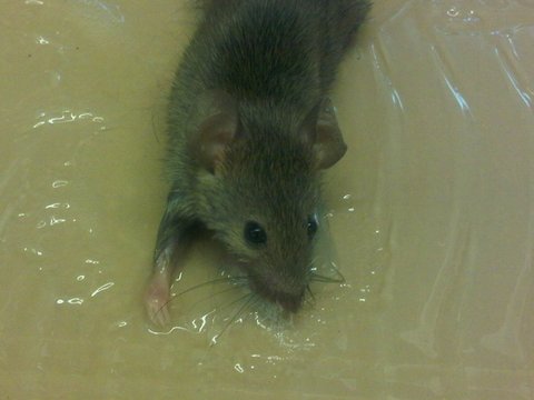 pest control East Sussex