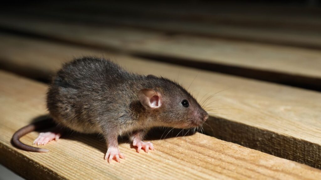 Pest Control Seaford