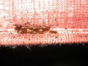 Pest Control Sussex