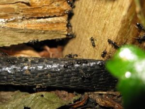 Pest Control Bexhill