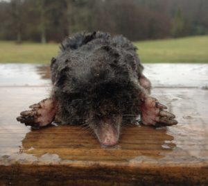 Pest control seaford