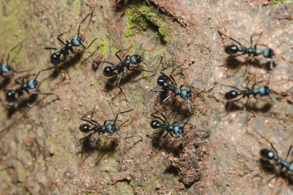 how to deal with ant pest control in sussex