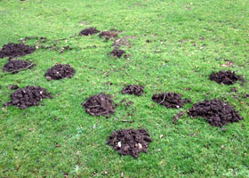 Pest Control Eastbourne