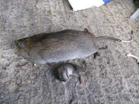 rodent proofing brighton