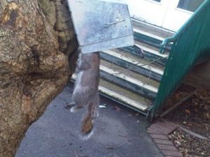 Pest Control Bexhill