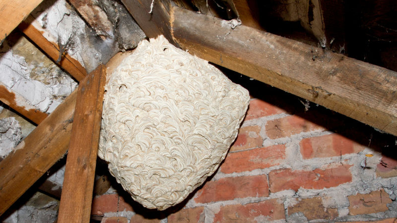 wasp nest removal Eastbourne