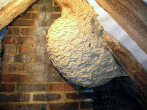 wasp nest removal Sussex